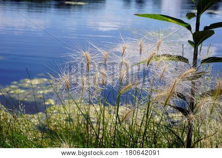 Hordeum jubatum (with the common names foxtail barley, bobtail barley, squirreltail barley, and intermediate barley) beside a small lake in Joliet, Illinois during June.