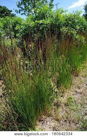 Yellow Indiangrass (Sorghastrum nutans) growing in Joliet, Illinois during June.