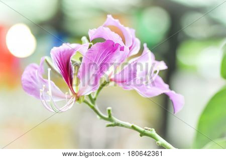 Bauhinia purpurea Orchid Tree or Purple Bauhinia flower
