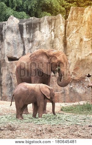 African mother and son elephant in Thailand zoo.Elephants are large mammals of the family Elephantidae and the order Proboscidea.