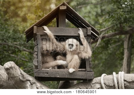 A white-handed gibbon (Hylobates lar) family sitting in our house on tree in Thailand zoo.