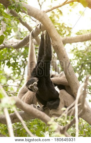 A white-handed gibbon (Hylobates lar) family sitting relax on tree.