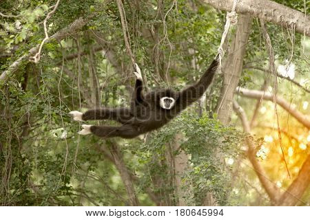 A white-handed gibbon (Hylobates lar) hanging on tree.