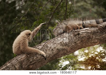 A white-handed gibbon (Hylobates lar) playing with gray iguana  on tree.