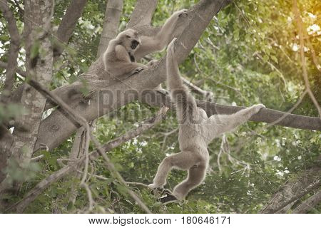 A white-handed gibbon (Hylobates lar) sitting and hanging on tree.