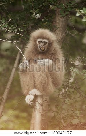 A white-handed gibbon (Hylobates lar) sitting on tree