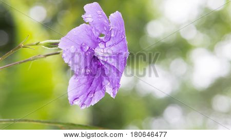 purple flowers Ruellia squarrosa Blurred Background. full flower