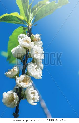 background White flower Prunus persica. Blue background