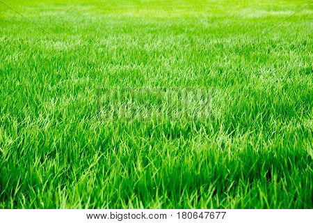 Windy summer green grass rice agriculture field.