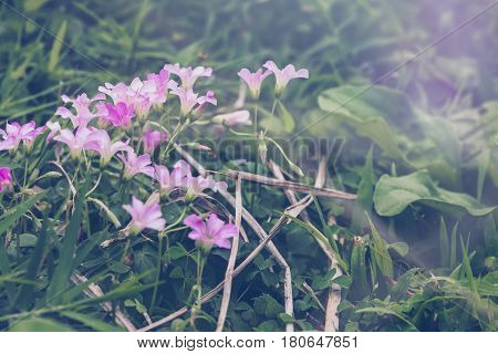 background nature Flower. Garden flowers. Pinkpurple flowers.