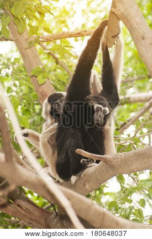 A white-handed gibbon (Hylobates lar) family sitting relax on tree.
