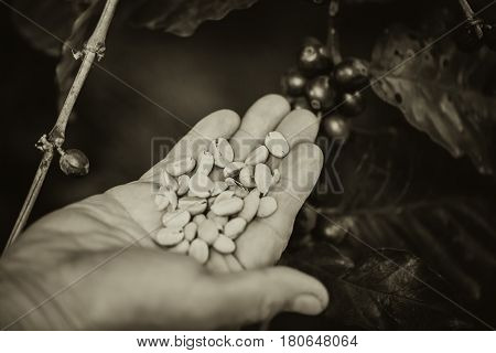 coffee bean vintage color tone for backdrop