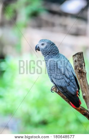 Grey parrot holding on branch in natural park.