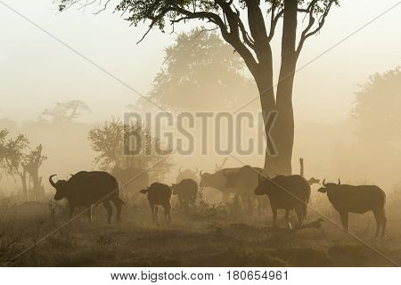 African buffalo in Kruger national park, South Africa ; Specie Syncerus caffer family of bovidae