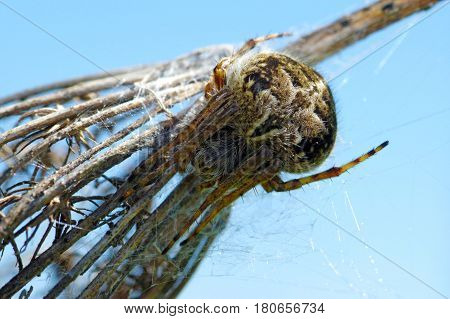 Agalenatea Redii Is A Species Of 'orbweavers' Belonging To The Family Araneidae Subfamily Araneinae.