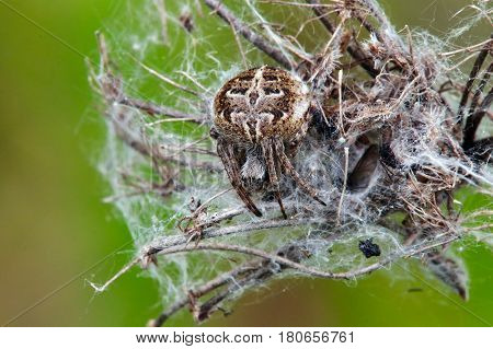 Agalenatea Redii Is A Species Of 'orbweavers' Belonging To The Family Araneidae Subfamily Araneinae.