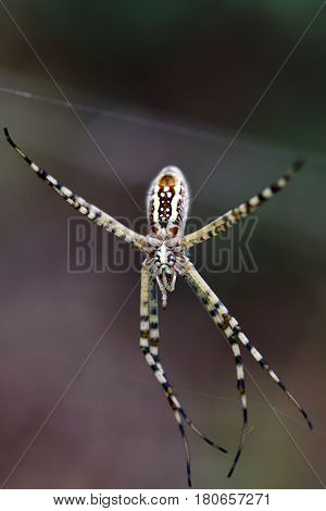 Orb-weaver spiders or araneids are members of the spider family Araneidae. They are the most common group of builders of spiral wheel-shaped webs often found in gardens, fields and forests.