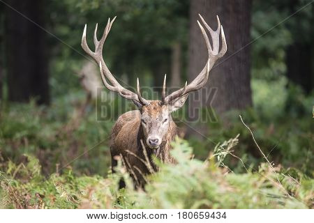Majestic Powerful Red Deer Stag Cervus Elaphus In Forest Landscape During Rut Season In Autumn Fall