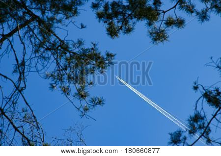 A view through the trees on airliner with condens trail flying in the blue sky