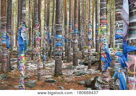Sacred Grove Of Tears. Zalaal - Tapes, Tied To The Trees. Arshan Village, Buryatia