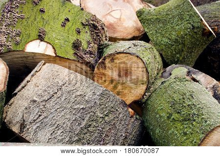 Texture of wood. Saw cut of one tree