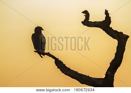 Bateleur eagle in Kruger national park, South Africa ; Specie Terathopius ecaudatus family of Accipitridae