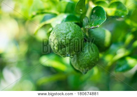 Closed up begamot on the branch has a leaf in the background.