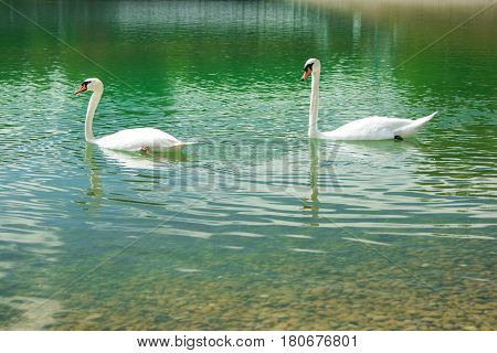 Two swans on Bundek lake in Zagreb, Croatia, in spring, green water surface