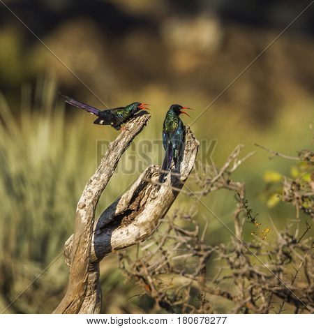 Green wood-hoopoe in Kruger national park, South Africa ;Specie Phoeniculus purpureus family of Phoeniculidae