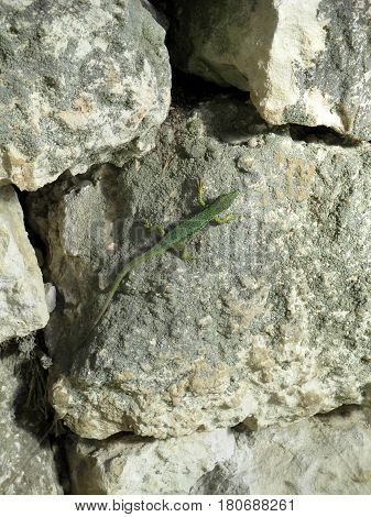 Green lizard on gray stone wall. Vertical view