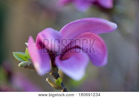 Macro shot of a Beautiful purple , violet magnolie flower