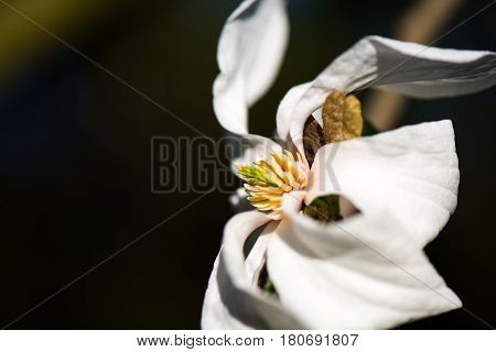 Macro shot of a Beautiful White magnolie flower