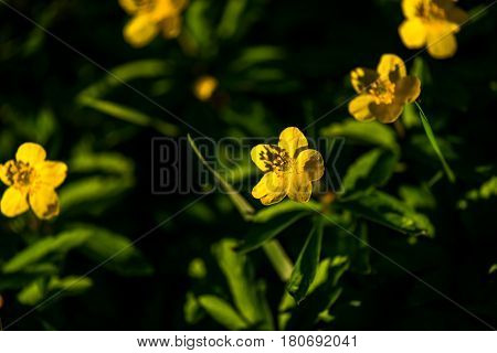 Very Beautiful yelow flower , Anemone ranunculoides