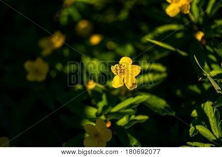 Beautiful yelow flower , Anemone ranunculoides in spring