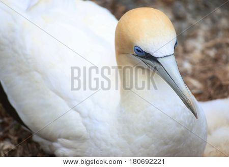 A gannet lying down in the gannet colony i Muriwai New Zealand