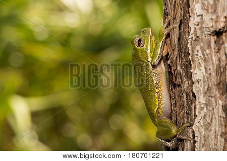 A Barking Tree Frog climbing the trunk of a tree.