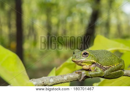 A Barking Tree Frog climbing on a the branch of a tree.