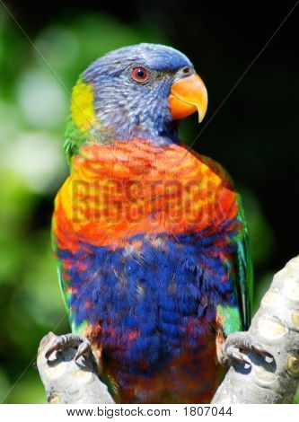 Loro arco iris