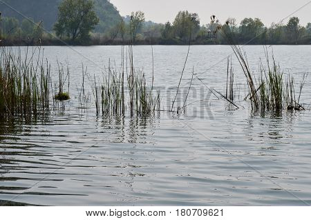 Peatland In Spring
