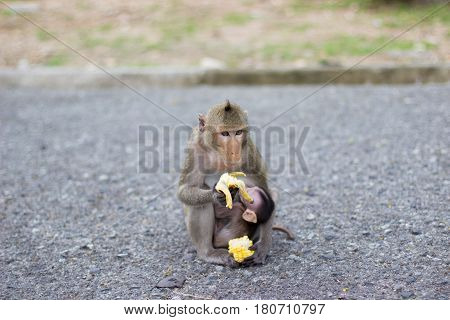 The Monkey Is Eating Banana And Baby Monkey Is Drinking Milk