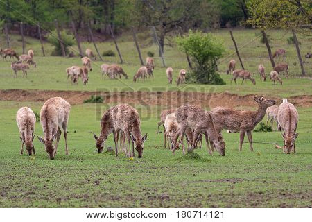 Deer without horns graze on the farm. Animals