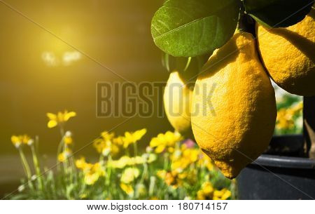 juicy yellow beautiful testy lemons growing on the tree sunlit on the summer day