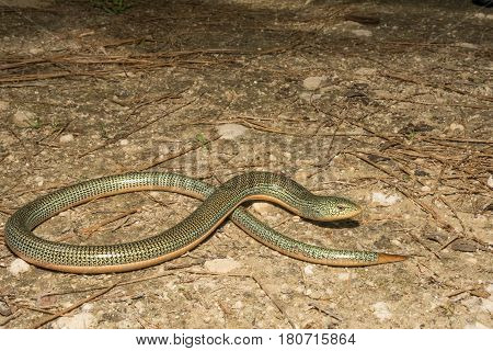 An Eastern Glass Lizard in the wild