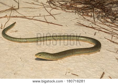 An Eastern Glass Lizard crossing a dirt road in Florida.