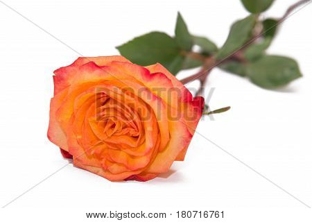 One golden yellow rose on a natural stem with leaves of an orange rose. Isolated on white with clipping path.