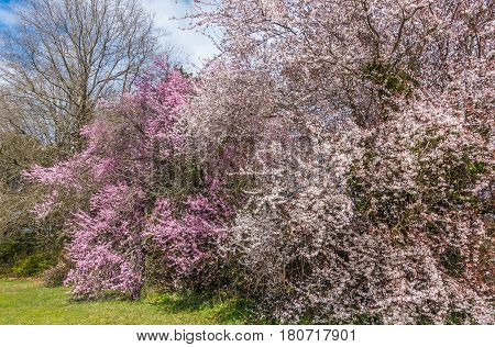 Closeup shot of blossoms on Cherry trees in Seatac Washington.