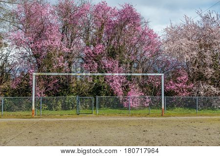 A net-less goal post stands in front of abundant Cherry blossoms in Burien Washington. HDR image.