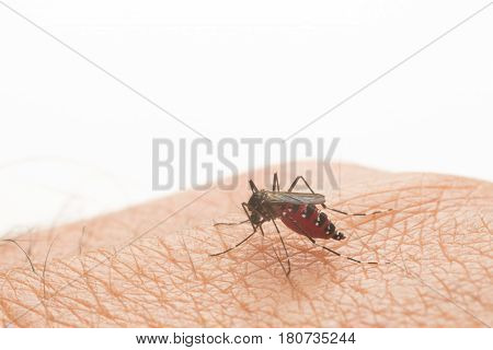 Aedes Aegypti. Close Up A Mosquito Sucking Human Blood.