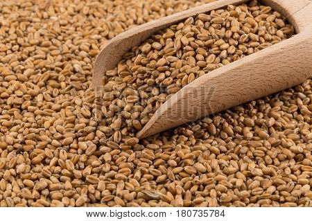 Wheat Grain On White