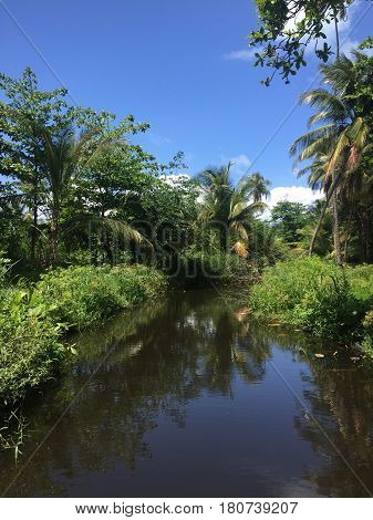 tropical mangrove vegetation in Luquillo, Puerto Rico